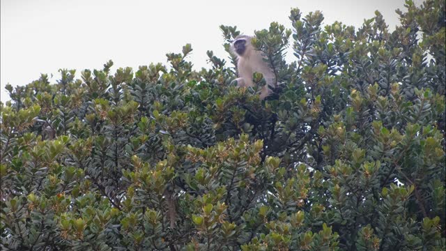 A Monkey Resting On A Tree Top