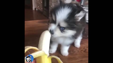 Cute and Funny Huskies Try not to laugh 🐕🐕🤣🤣🤣