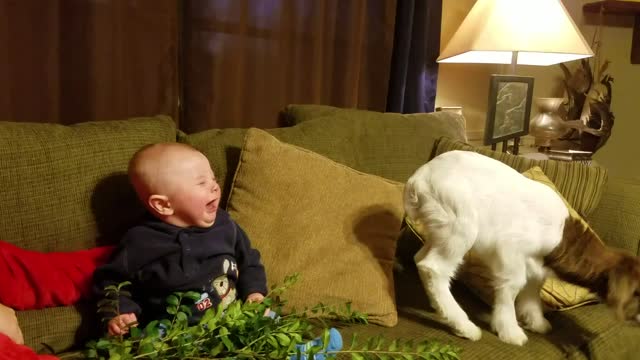 Baby Goat And Baby Boy