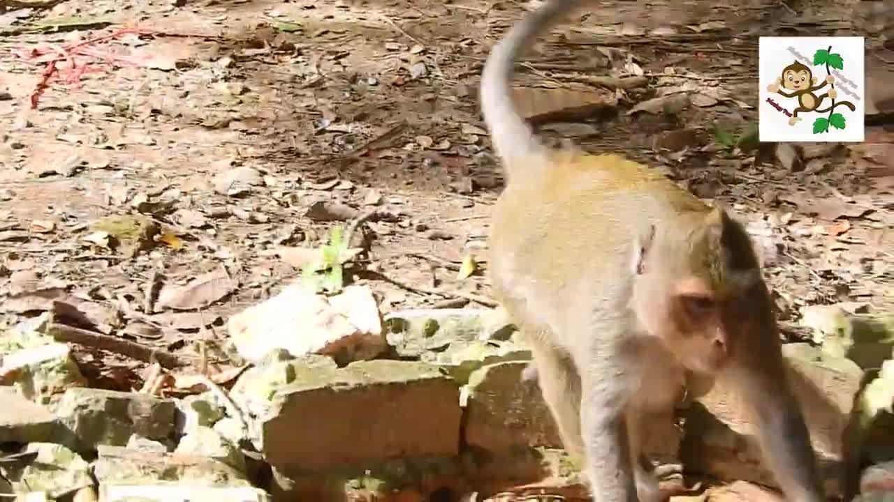 Monkey 🐒🐒 so funny videos 😂