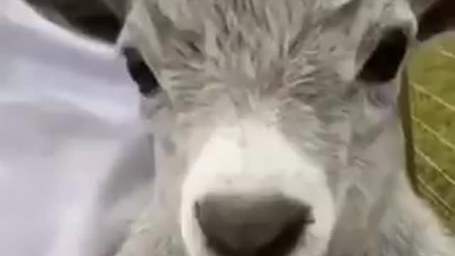 funny animal funny video # 2022