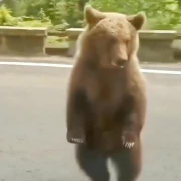 TRY NOT TO LAUGH🤣😂😂🤣🤣🤣😅