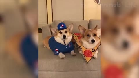 34 Cute Cats And Dogs That Will Make You Laugh 😂 Funniest Animals Compilation #5