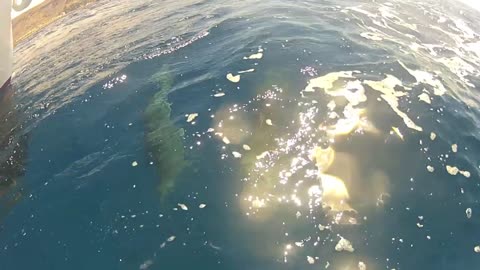 Dolphins at sea