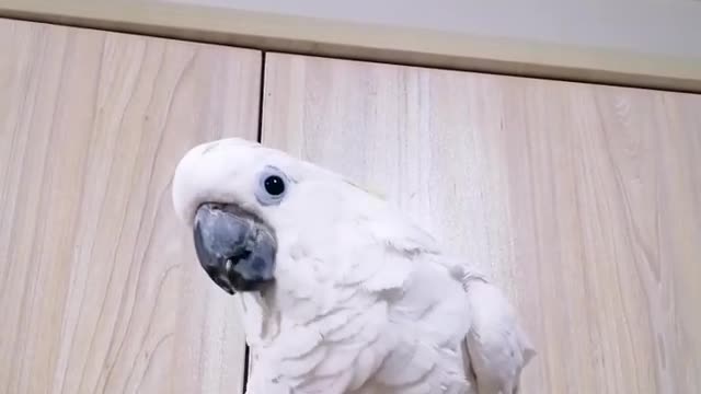 The parrot speaks English and repeats what others say