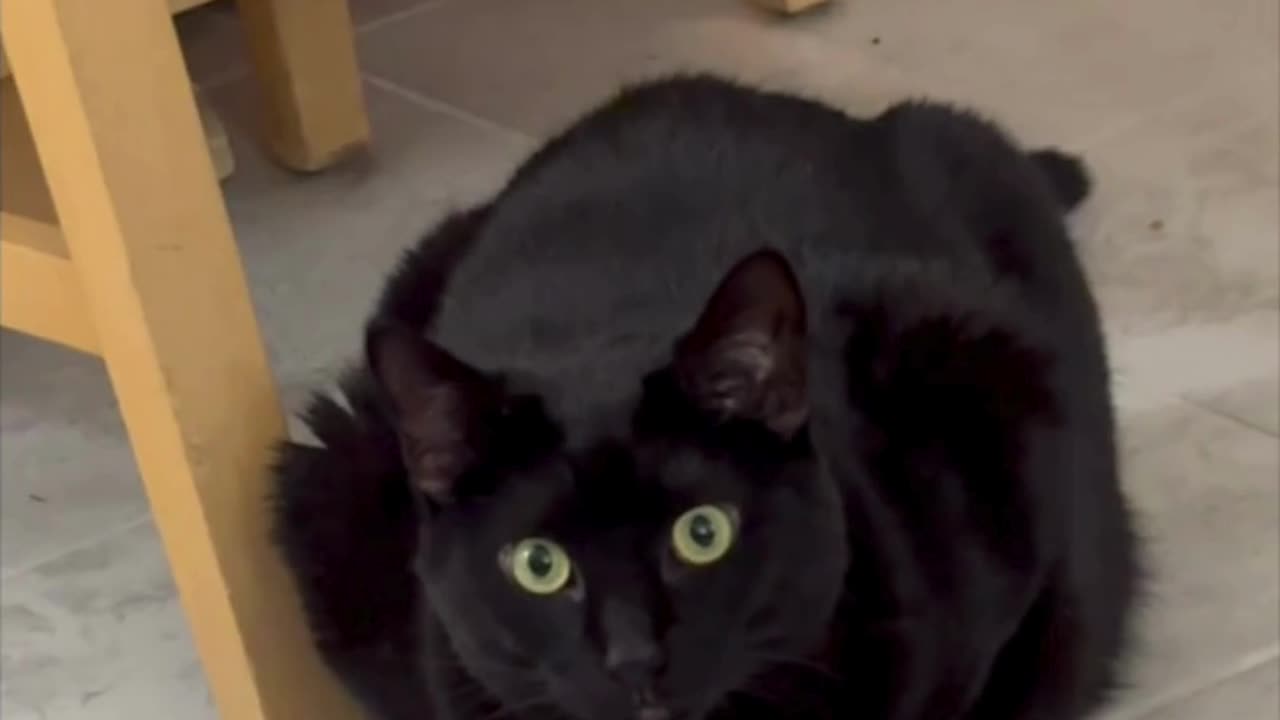 Adopting a Cat from a Shelter Vlog - Cute Precious Piper Checks Out the Floor Before Sitting #shorts