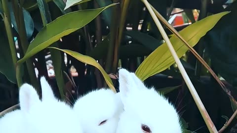 3 Rabbits eat grass for fun.