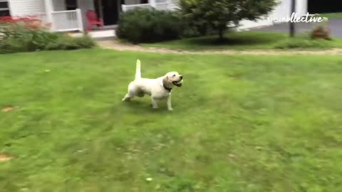 Funny dog video