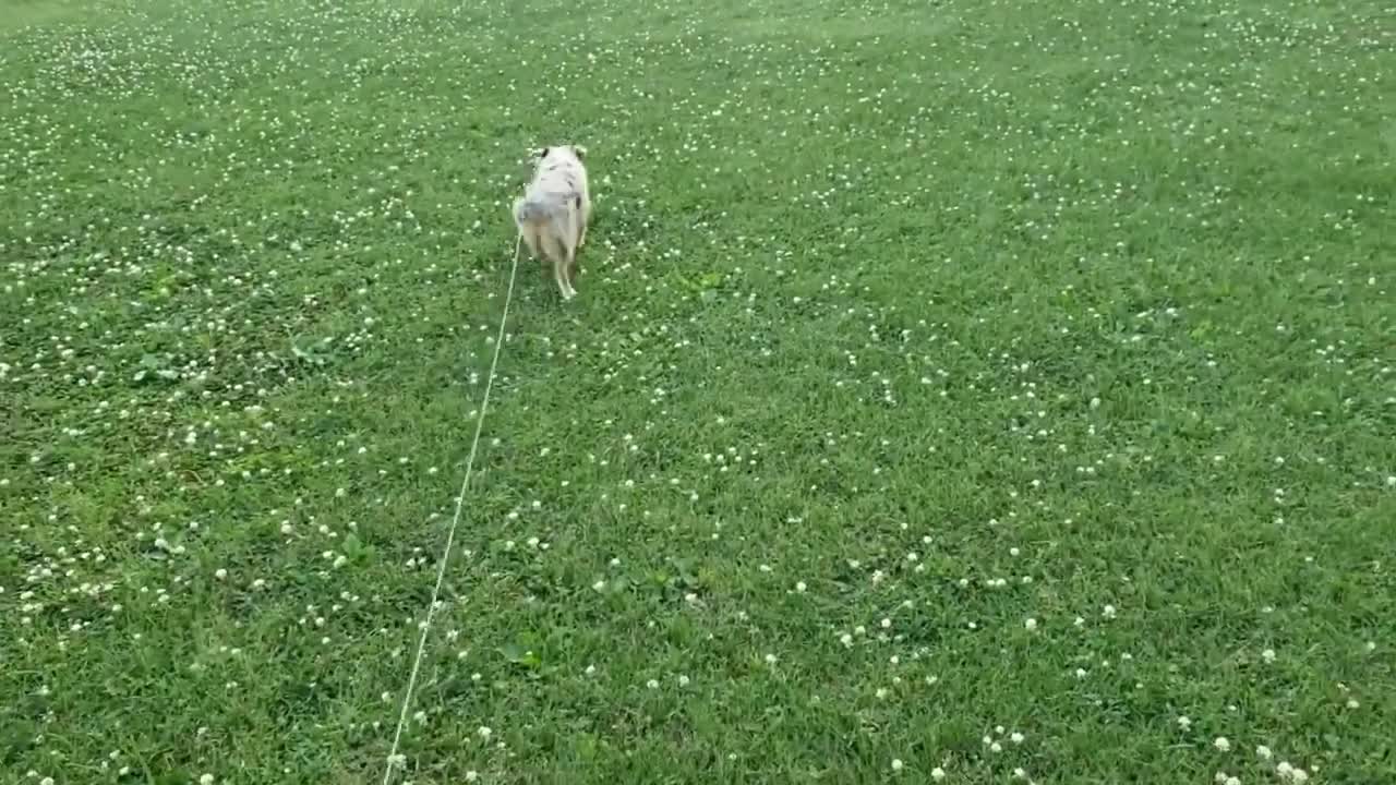 Coco Goes for a Walk #4 (Hyper & with a Bee)