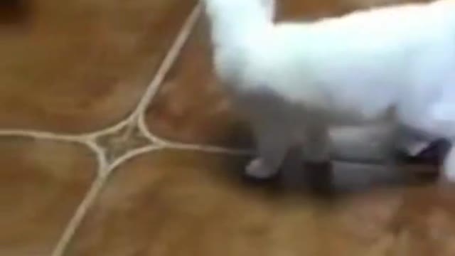 Funny cat dance