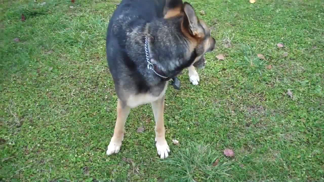 German shefered dog fetching pre video