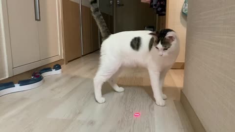 Cat reacts to laser toy