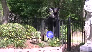 Black Bear Stands Its Ground for a Snack