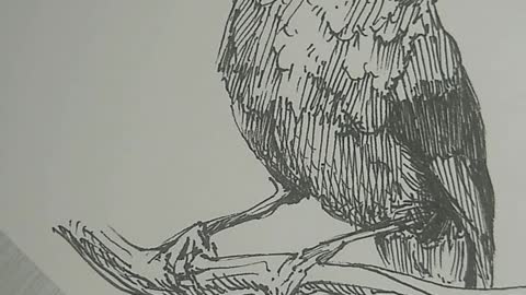 Drawing Bird in Nankin | Desenhando um pássaro em nanquim