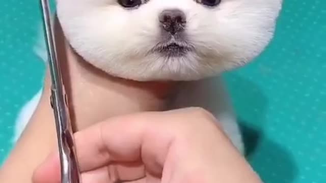 Cute dog / Dog hair cuting