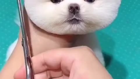 Cute dog / Dog hair cuting