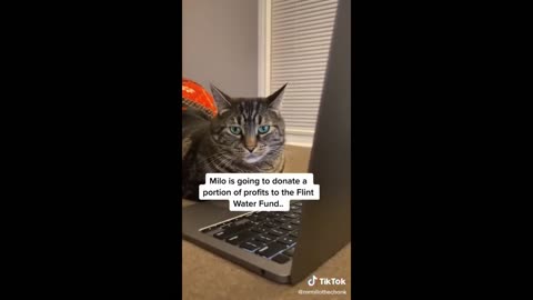 Funny animal video