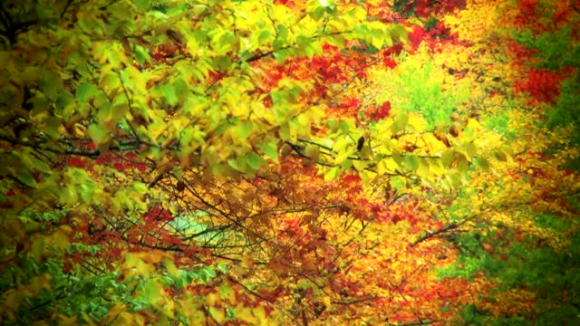 Foggy Day Foliage