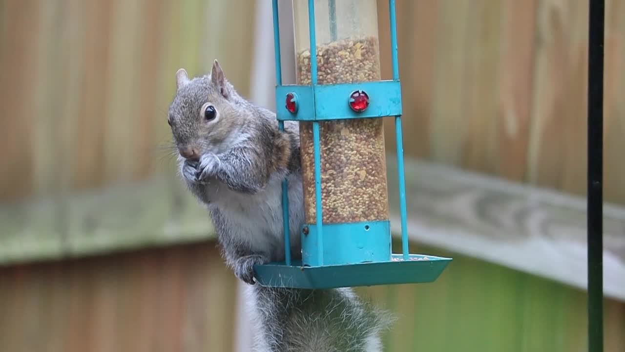 Best and funniest squirrel & chipmunk videos - Funny and cute animal compilation2022