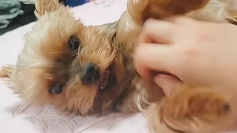 A puppy playing with its owner