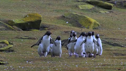 Penguin Fail