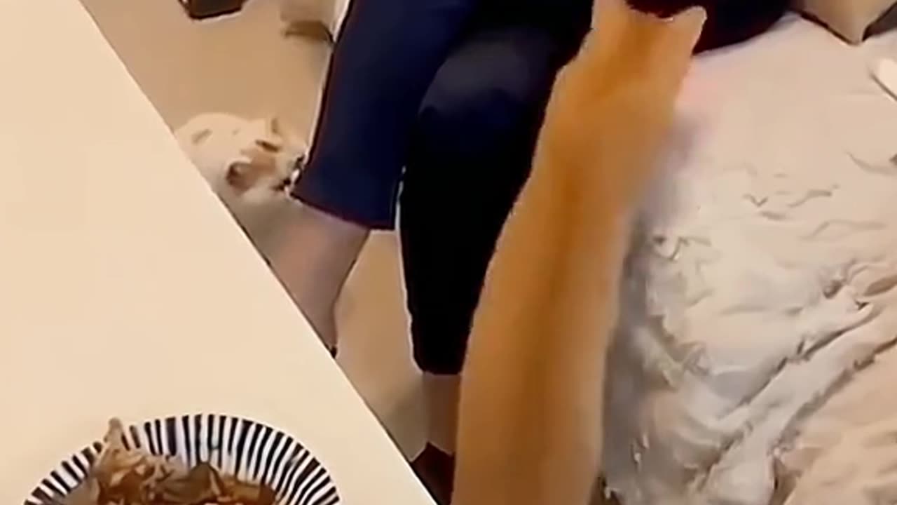 funny animals video