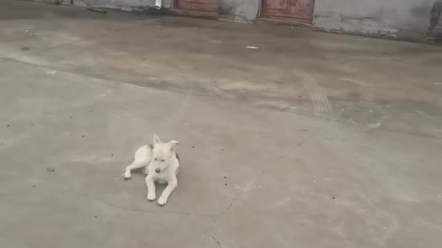 The dog