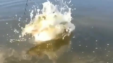 This is a beautiful and charming water-dwelling species