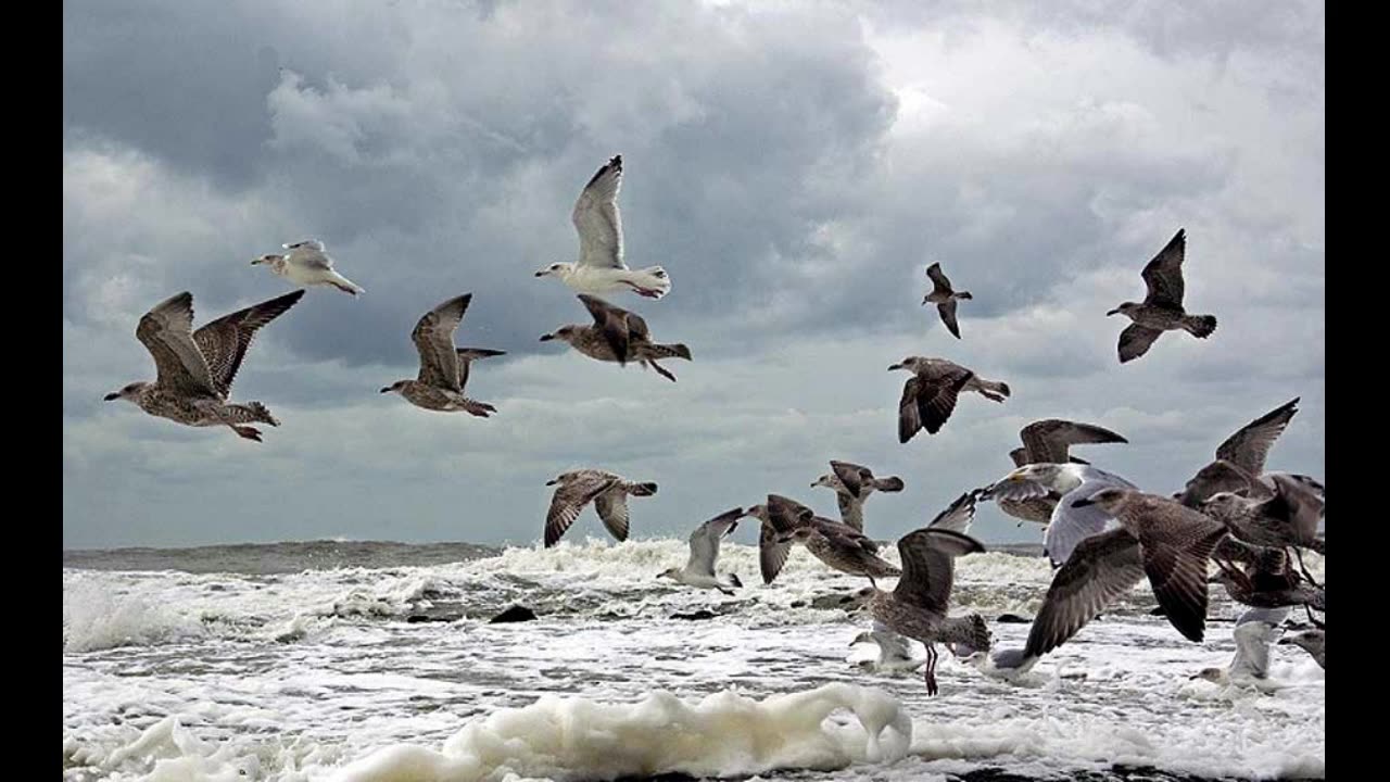 De aard van de wegdenker - De Laridae