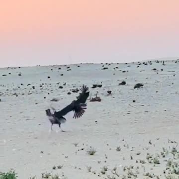 The chicken elephant escaped|فیل مرغ فرار کرد