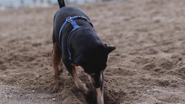 Dog playing in beach