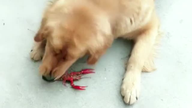 Puppy vs Crayfish