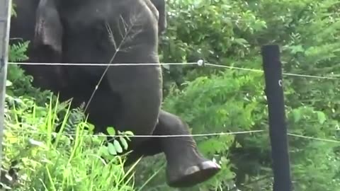 Smart Elephant Testing An Electric Fence With its Foot