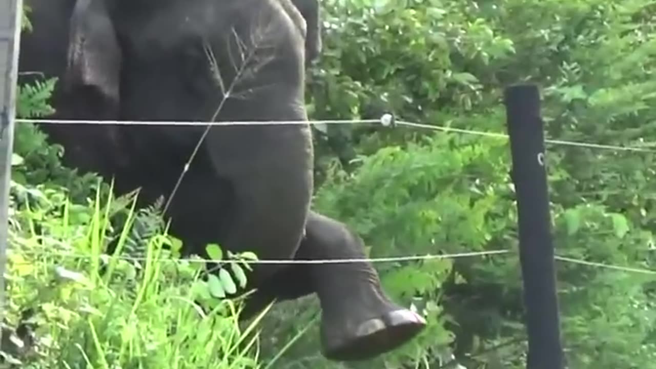 Smart Elephant Testing An Electric Fence With its Foot