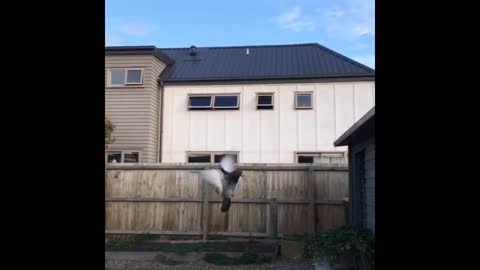 Rescue pigeon loves his human