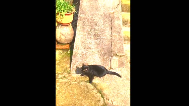 Funny Cats Video Ever | Cat2fun |