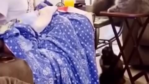 Funniest Cats and Dogs 🐶🐱 - Funny Animal