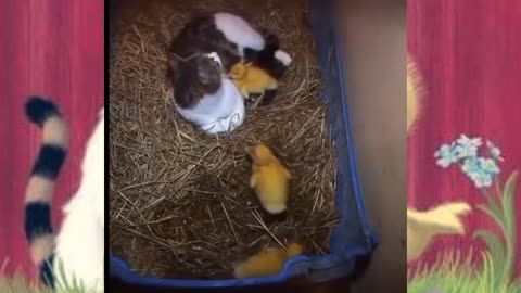 Cat playing with Ducklings