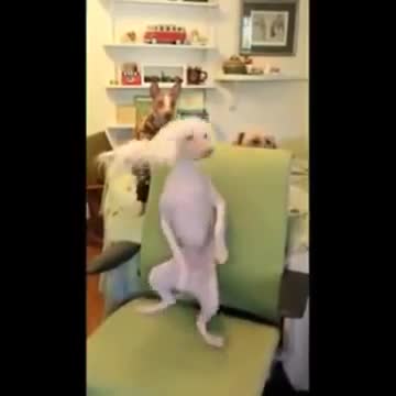 Cachorrinho Dançando Forró