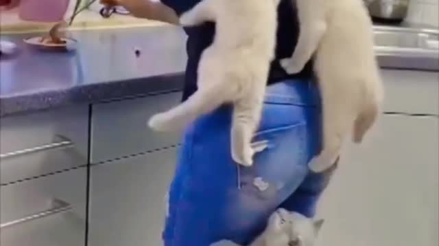 Cat climbing on a women's leg looks funny.#pets #cats