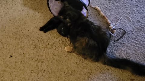 Boots loves Hank
