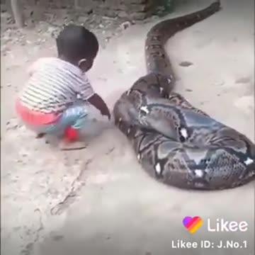 Do you Know that snake's don't bite children under five years, see what happens to this young boy