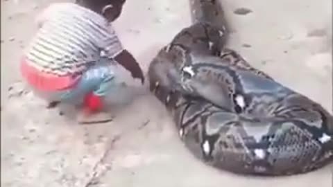 Do you Know that snake's don't bite children under five years, see what happens to this young boy