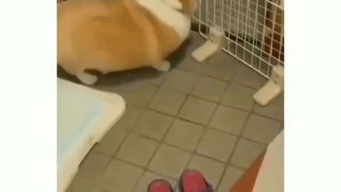 Unconditional love