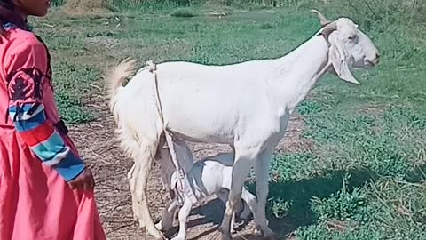 My Son And My Daughter Playing With Babys Got!