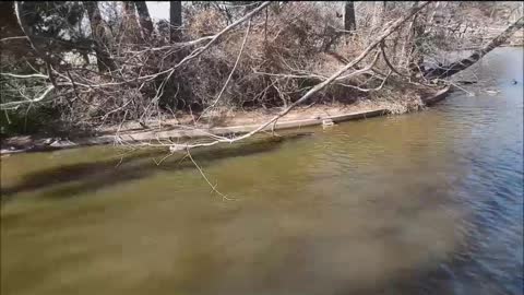 Helping Turtles & Baby Waterfowl at Lucy Park