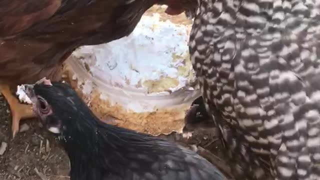 Who likes cake more? Ducks 🦆 or chickens 🐓?