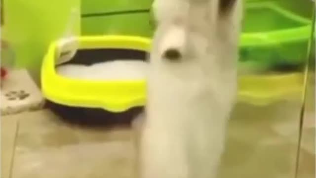 Cute and funny cat video #shorts