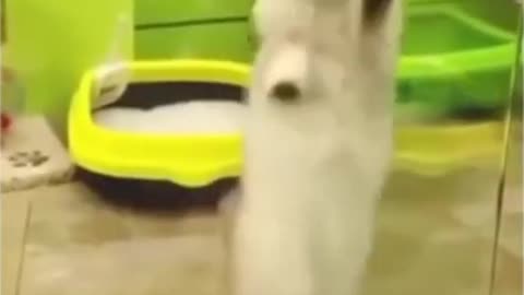 Cute and funny cat video #shorts