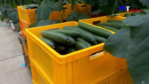 HARVEST BELL PEPPERS | THE PLANT TECHNOLOGY | AMAZING AGRICULTURE TECHNOLOGY